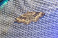 Epirrhoe alternata