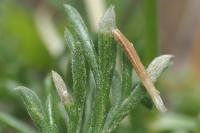 Coleophora settarii