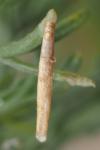 Coleophora settarii
