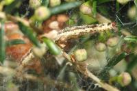 Parahyponomeuta egregiella