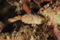 Coleophora ochrea