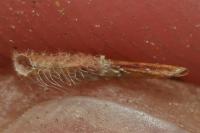 Coleophora ochrea
