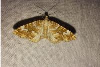 Perizoma flavofasciata
