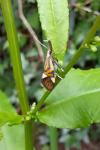 Alabonia geoffrella