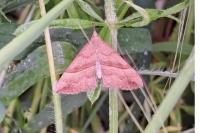Hypena proboscidalis