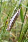 Crambus pascuella