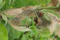 Yponomeuta malinella