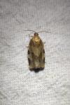 Choristoneura hebenstreitella