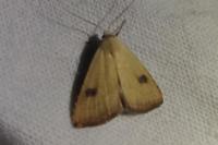 Rivula sericealis