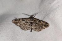Peribatodes rhomboidaria