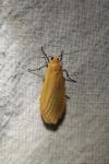 Wittia sororcula