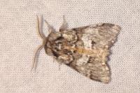 Drymonia dodonaea