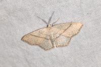 Cyclophora punctaria