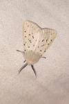 Spilosoma lubricipeda