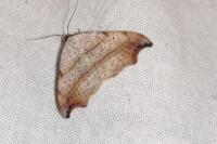 Laspeyria flexula