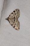 Colostygia pectinataria