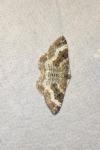 Epirrhoe alternata