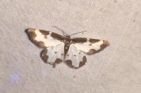Lomaspilis marginata