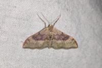 Idaea degeneraria