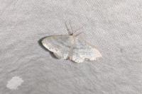 Idaea subsericeata