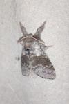 Calliteara pudibunda