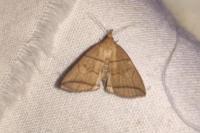 Herminia grisealis