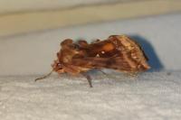 Autographa jota