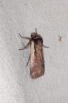 Ochropleura plecta