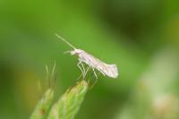 Plutella xylostella