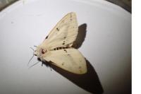 Spilarctia lutea