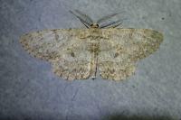 Hypomecis punctinalis