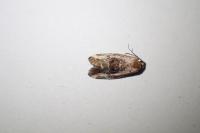 Elaphria venustula