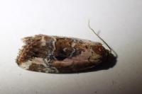 Elaphria venustula