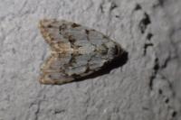 Nola confusalis