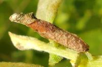 Coleophora lusciniaepennella