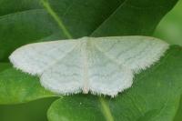 Idaea subsericeata