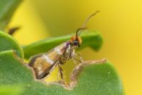 Micropterix aruncella
