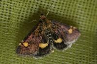 Pyrausta aurata