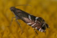 Glyphipterix simpliciella