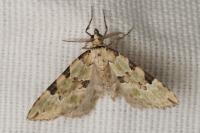 Colostygia pectinataria