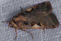 Xestia c-nigrum