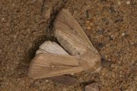 Mythimna sicula