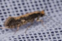 Monopis crocicapitella