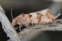 Lobesia littoralis