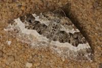 Epirrhoe alternata