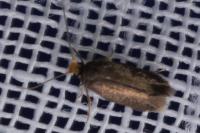 Stigmella