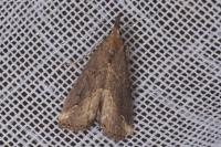 Schrankia costaestrigalis