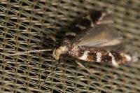 Oxypteryx wilkella