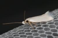 Opostega salaciella