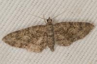 Eupithecia cocciferata